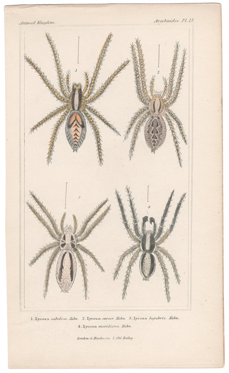 Cuvier Animal Kingdom Arachnides Plate 17 Wolf Spider
