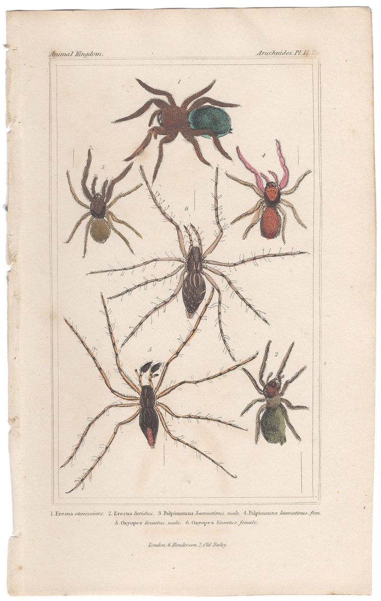 Cuvier Animal Kingdom Arachnides Plate 17ter Ladybird Spider