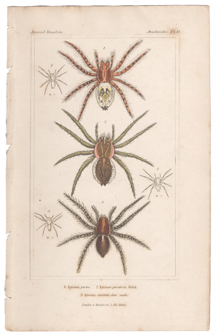 Cuvier Animal Kingdom Arachnides Plate 18 Wolf Spider
