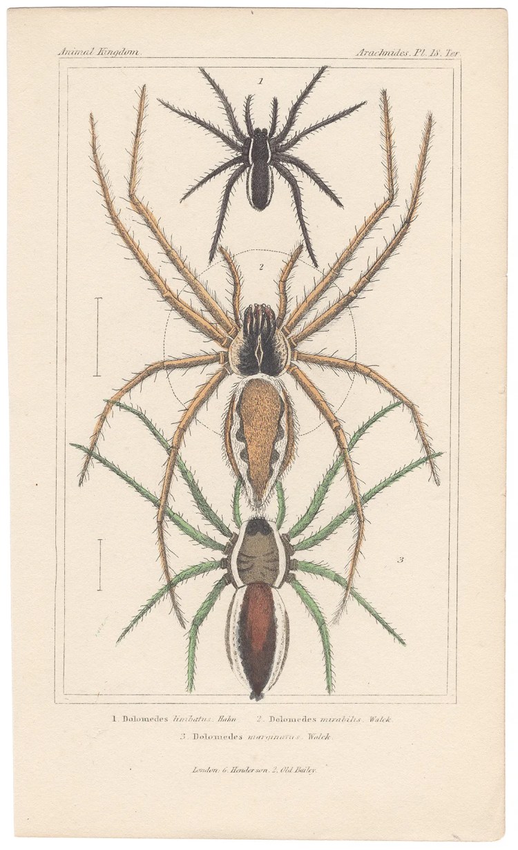 Cuvier Animal Kingdom Arachnides Plate 18ter Fishing Spider