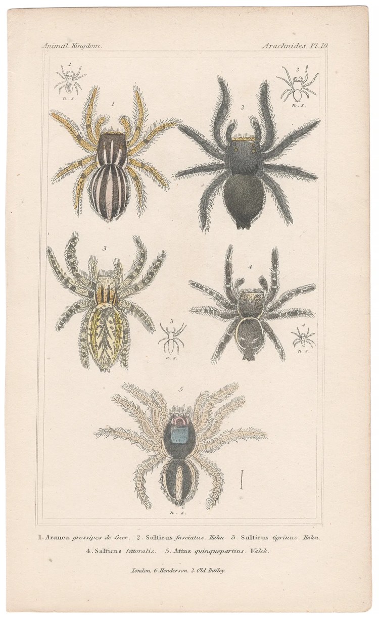 Cuvier Animal Kingdom Arachnides Plate 19 Spider