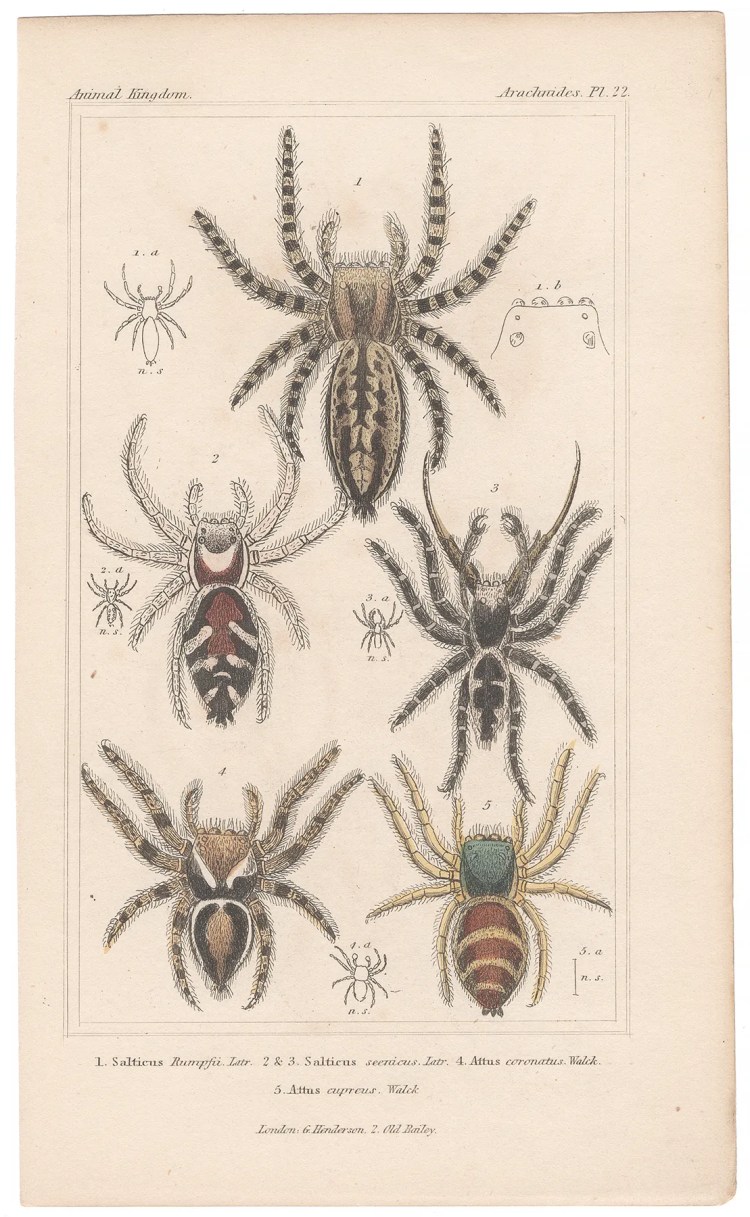 Cuvier Animal Kingdom Arachnides Plate 22 Jumping Spider