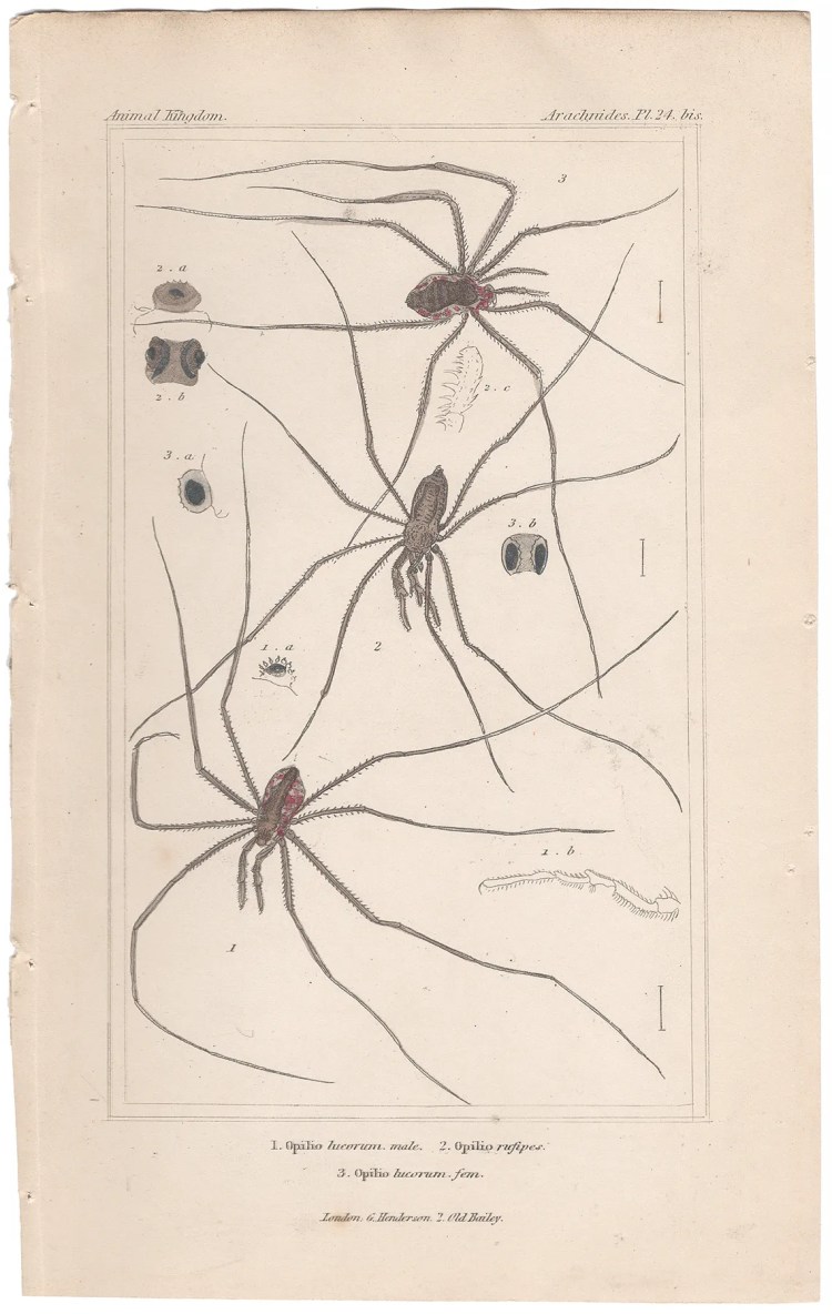 Cuvier Animal Kingdom Arachnides Plate 24bis Harvestman