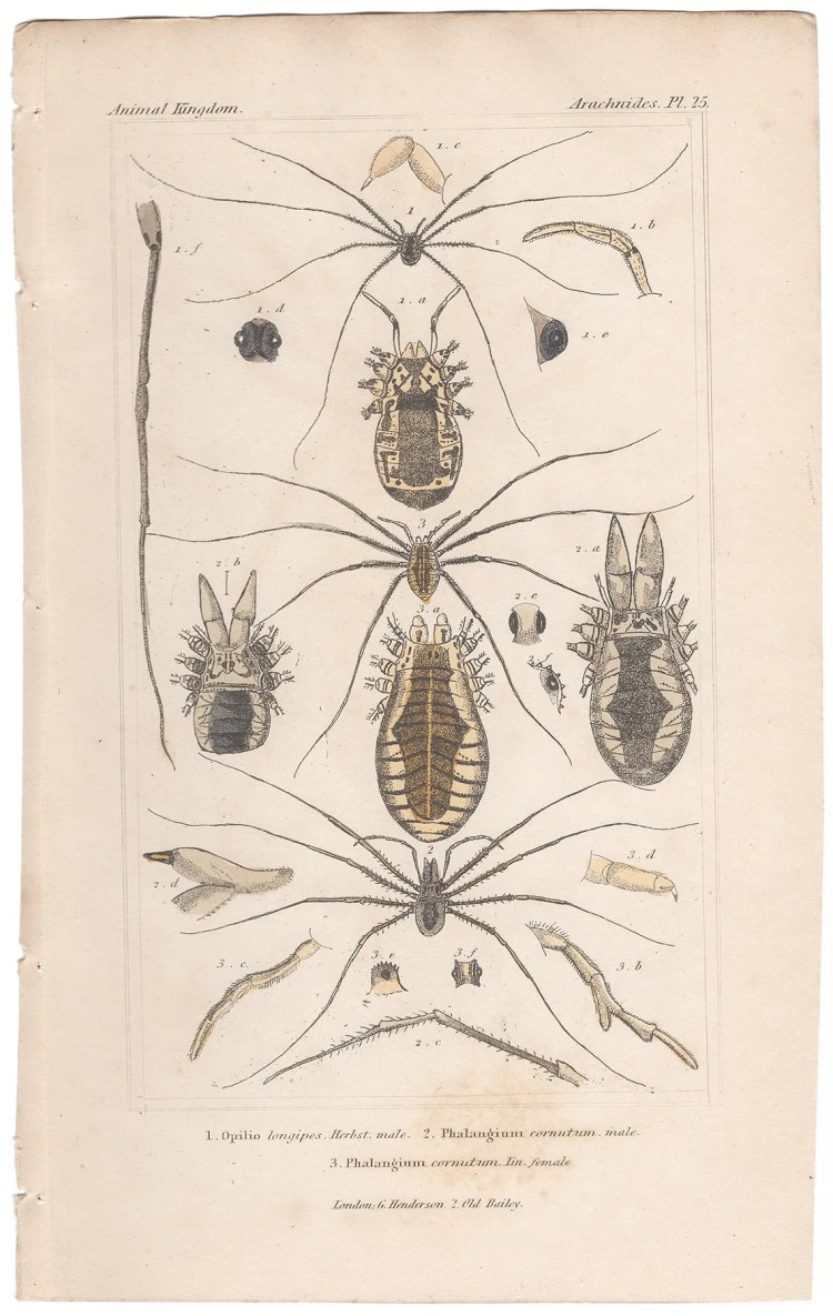 Cuvier Animal Kingdom Arachnides Plate 25 Harvestman