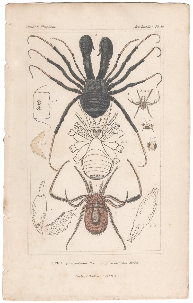 Cuvier Animal Kingdom Arachnides Plate 26 Harvestman