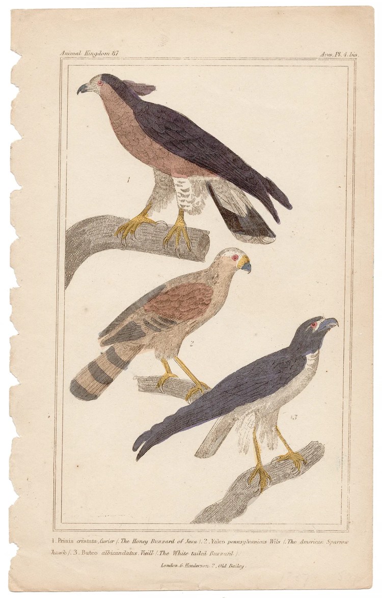 Cuvier Animal Kingdom Aves Plate 4bis Honey Buzzard of Java, American Sparrow Hawk, White-tailed Buzzard