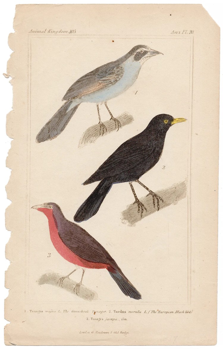 Cuvier Animal Kingdom Aves Plate 20 Grosbeak Tanager, European Black Bird