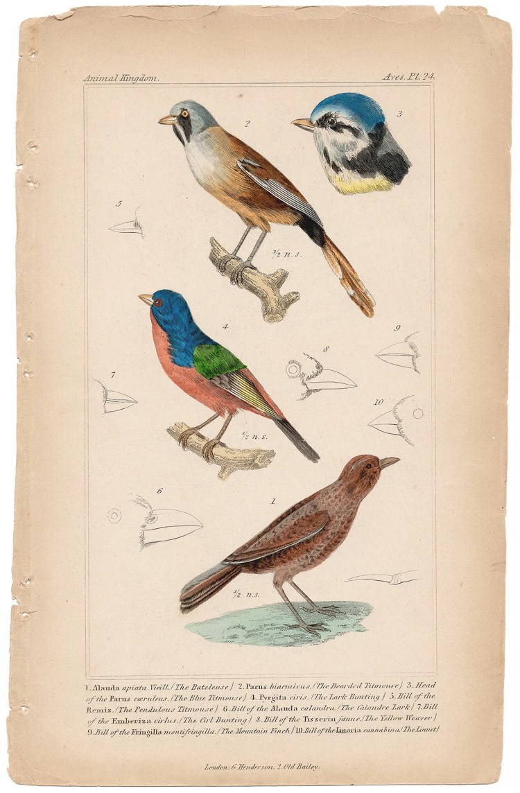 Cuvier Animal Kingdom Aves Plate 24 Bateleuse, Bearded Titmouse, Blue Titmouse, Lark Bunting