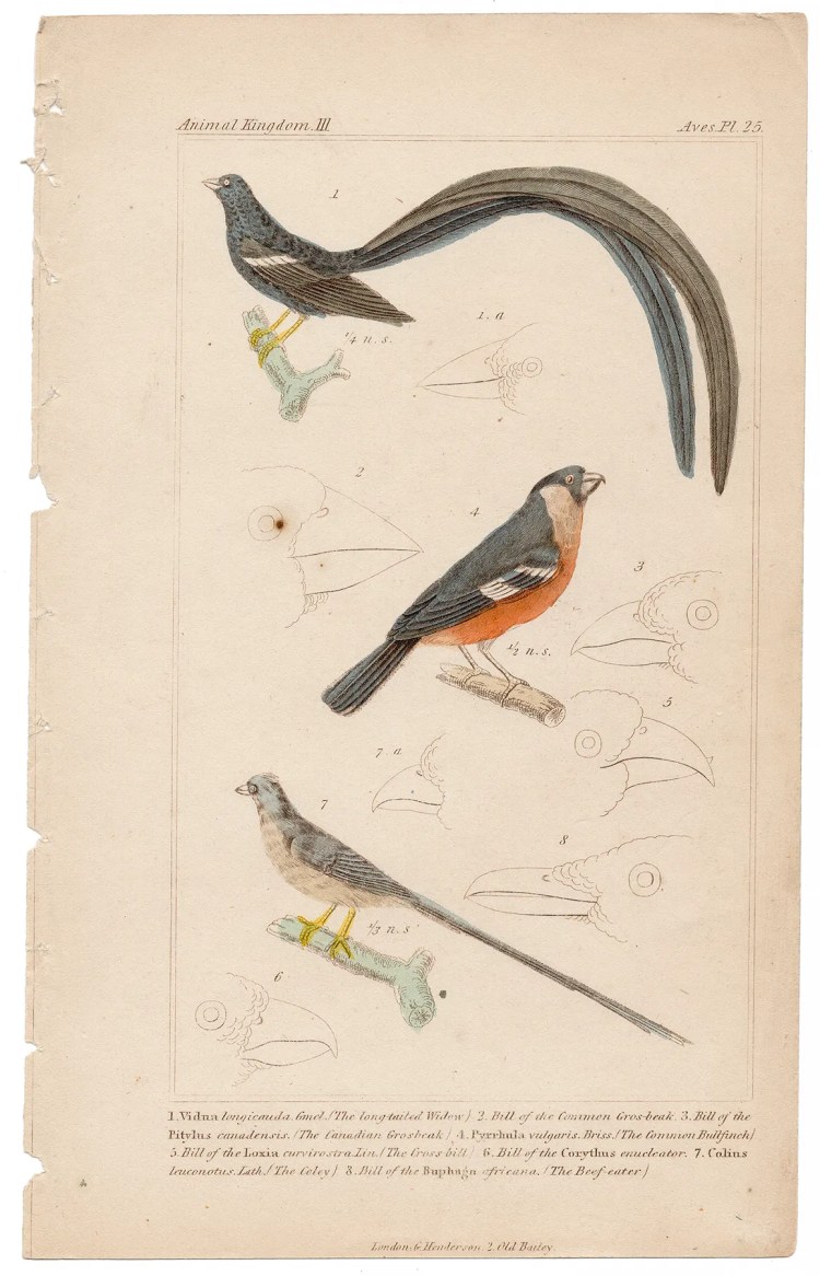 Cuvier Animal Kingdom Aves Plate 25 Long-tailed Widow, Common Bullfinch, Coley
