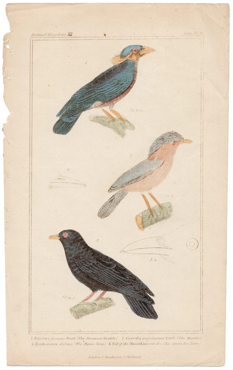 Cuvier Animal Kingdom Aves Plate 26 Javanese Grakle, Martin, Alpine Crow