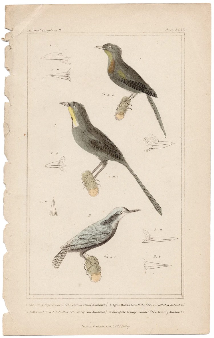 Cuvier Animal Kingdom Aves Plate 27 Thrush-billed Nuthatch, Tessellated Nuthatch, European Nuthatch