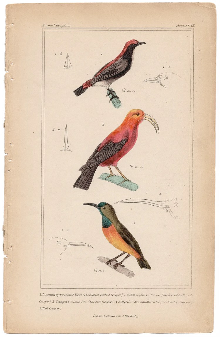 Cuvier Animal Kingdom Aves Plate 28 Scarlet-backed Creeper, Scarlet-feathered Creeper, Sun Creeper