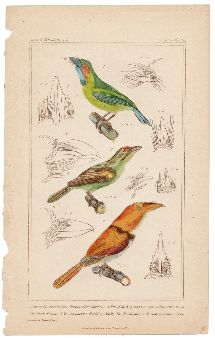 Cuvier Animal Kingdom Aves Plate 46 Duvauceliu's Barbet, Barbion, Banded Tamatia