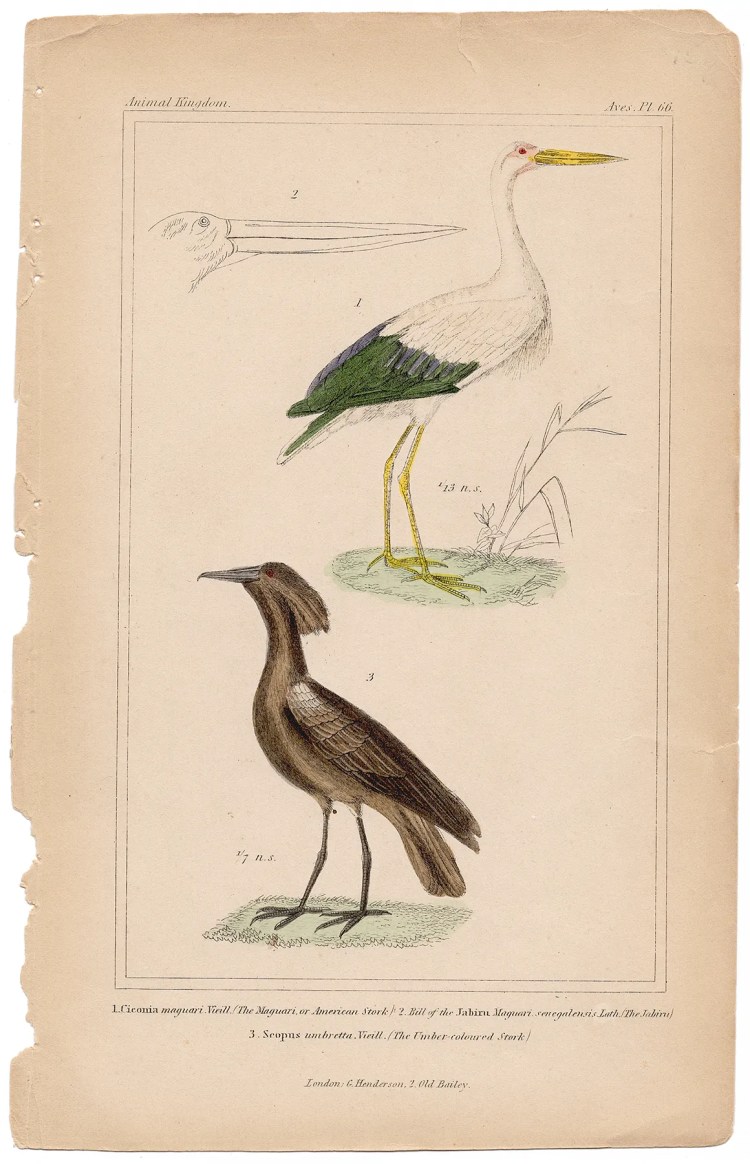 Cuvier Animal Kingdom Aves Plate 66 Maguari or American Stork, Umber-coloured Stork