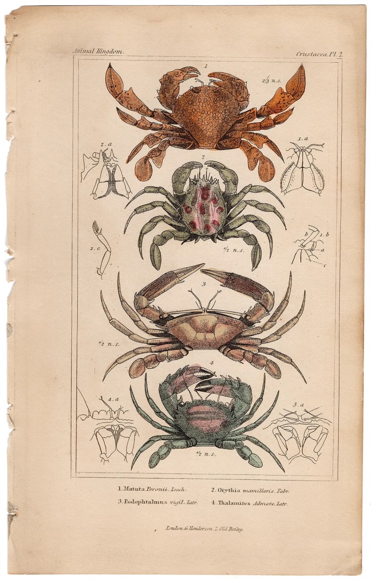 Cuvier Animal Kingdom Crustacea Plate 2 Moon Crab