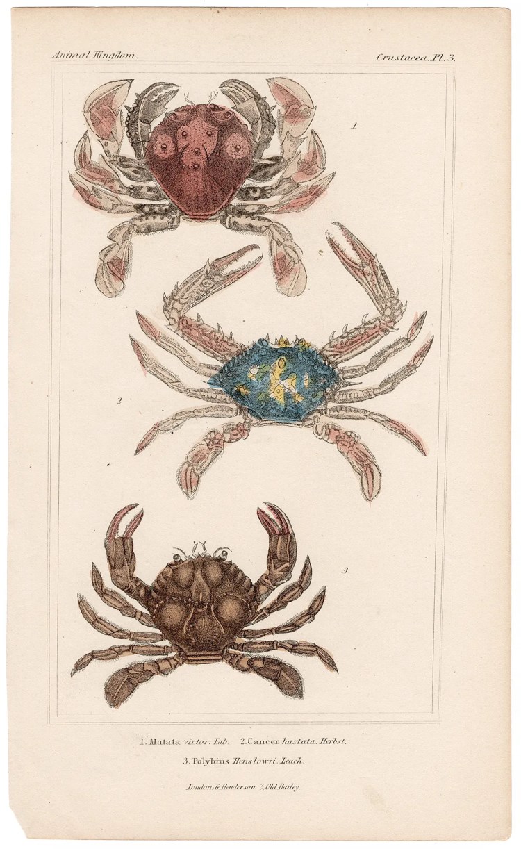 Cuvier Animal Kingdom Crustacea Plate 3 Box Crab