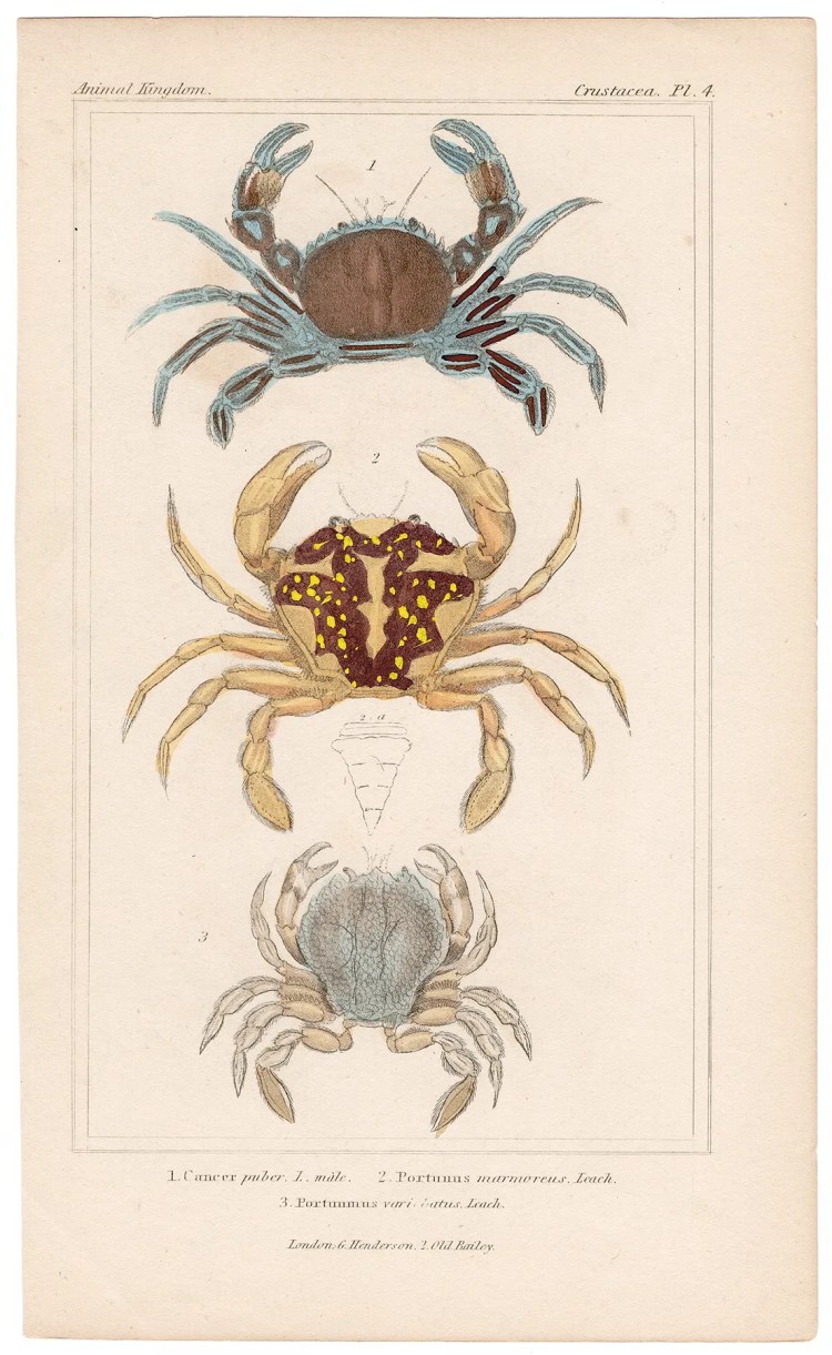Cuvier Animal Kingdom Crustacea Plate 4 Velvet Swimming Crab