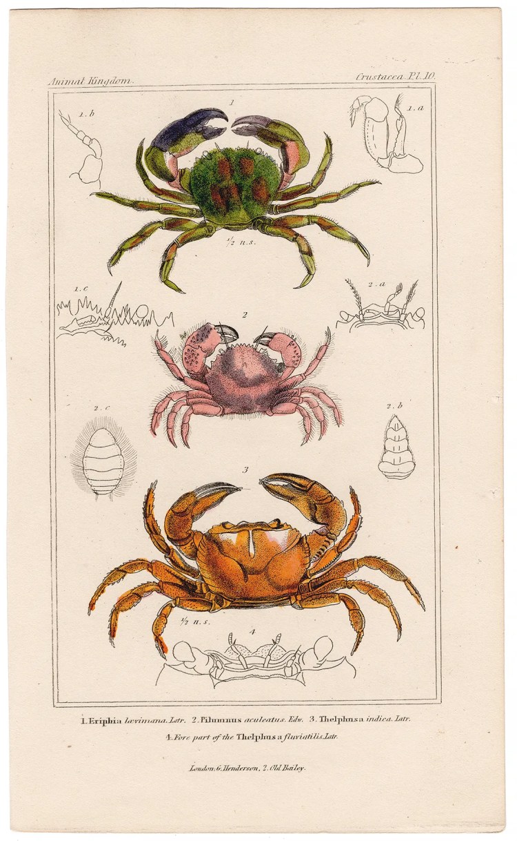 Cuvier Animal Kingdom Crustacea Plate 10 Rough Stone Crab