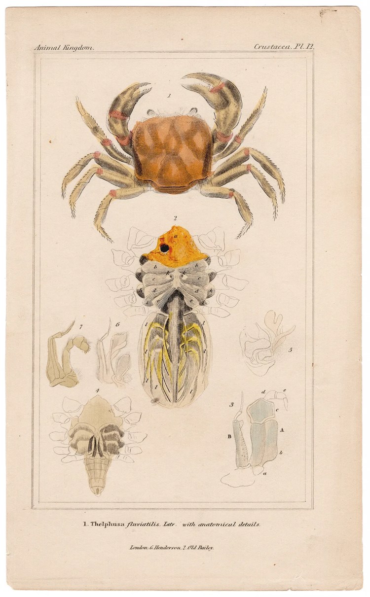 Cuvier Animal Kingdom Crustacea Plate 12 Freshwater Crab