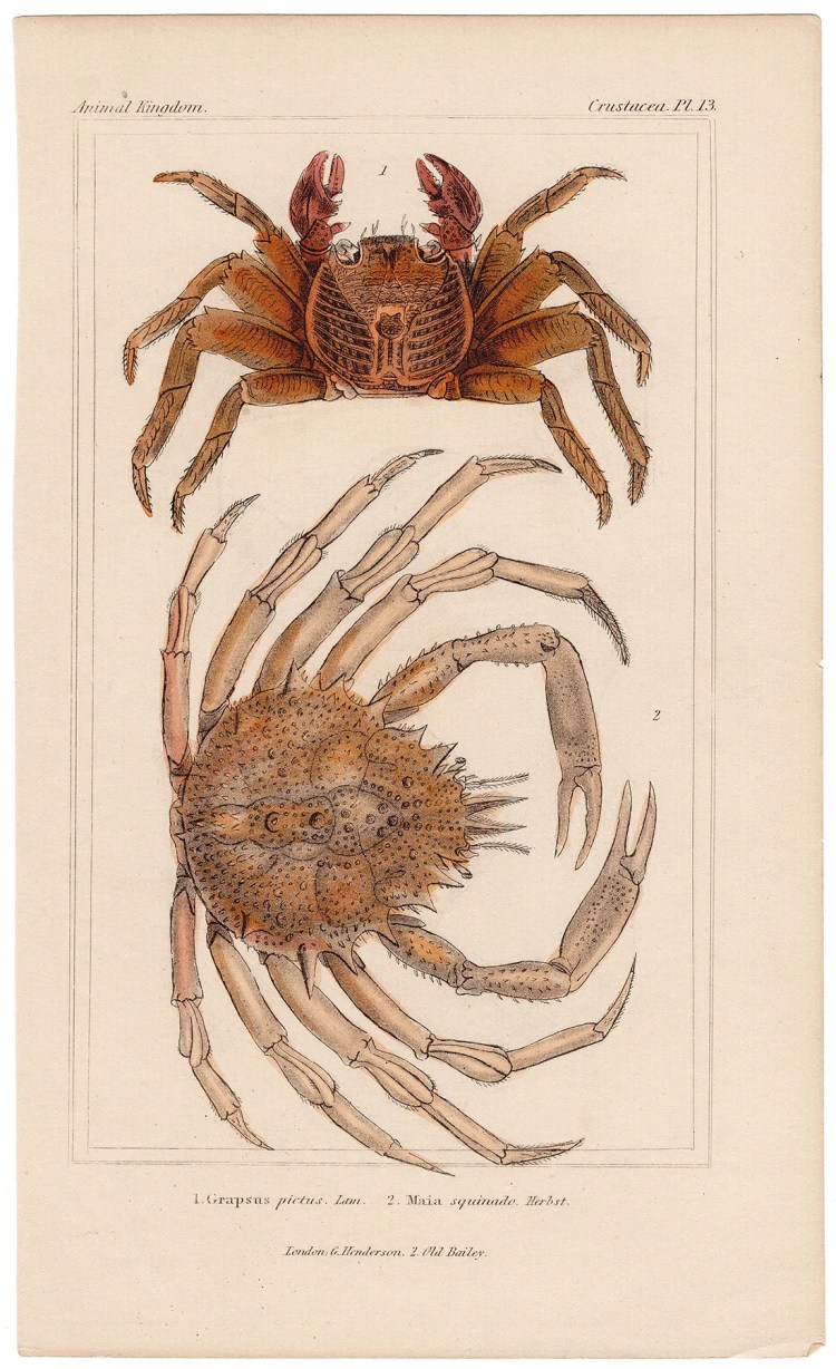 Cuvier Animal Kingdom Crustacea Plate 13 Sally Lightfoot Crab