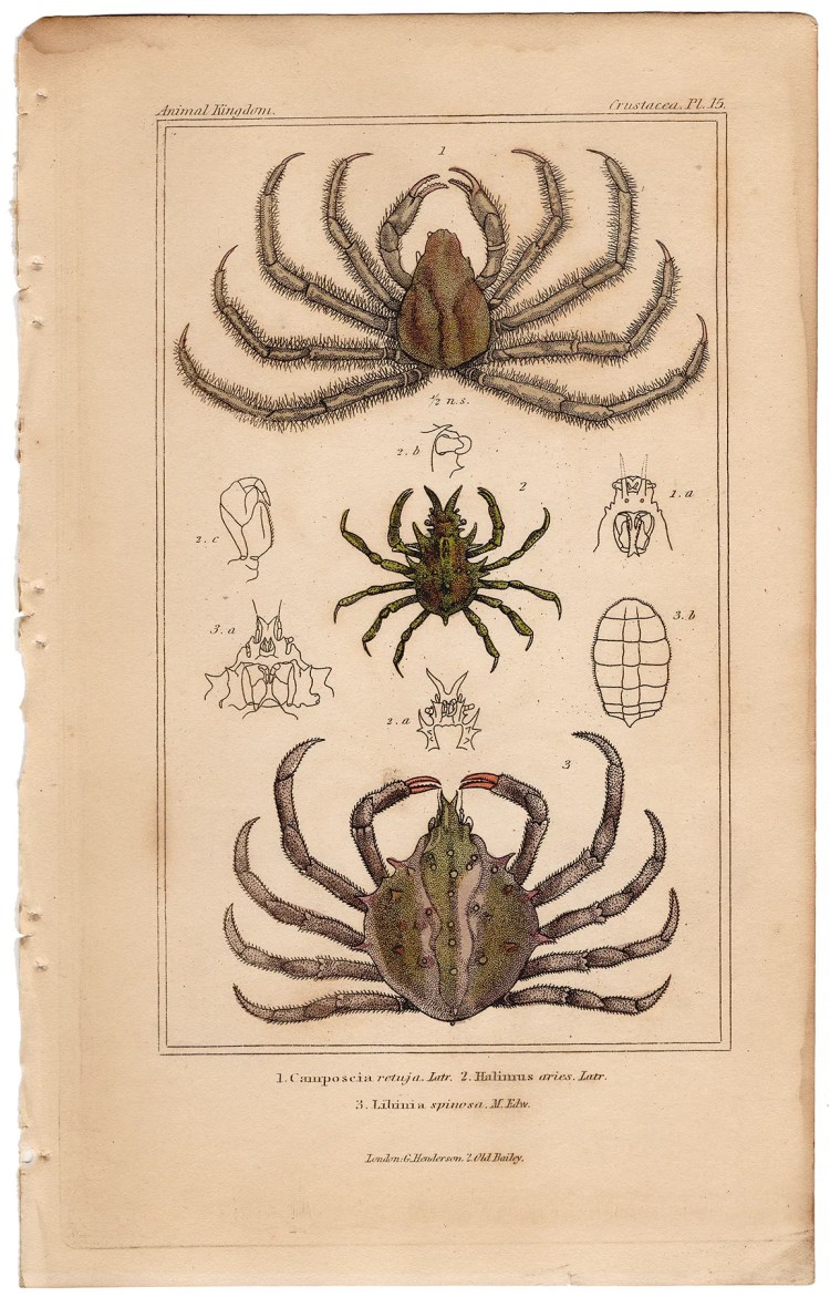 Cuvier Animal Kingdom Crustacea Plate 15 Decorator Crab