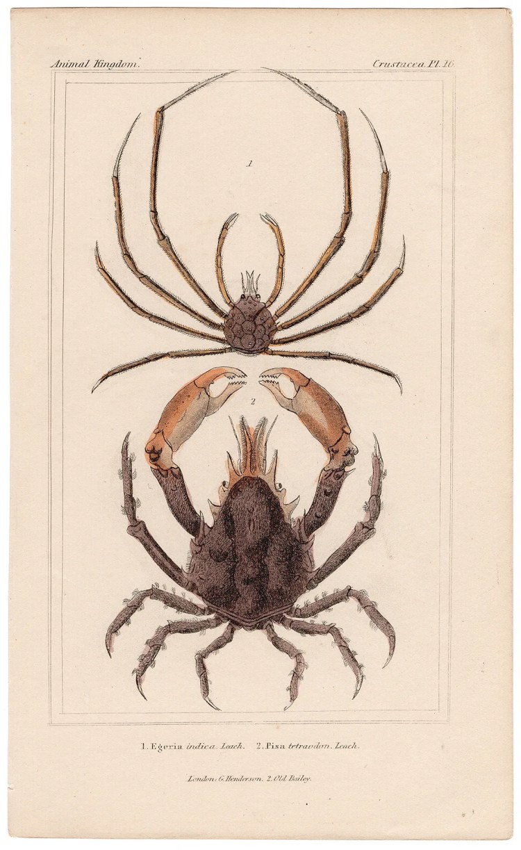 Cuvier Animal Kingdom Crustacea Plate 16 Crab