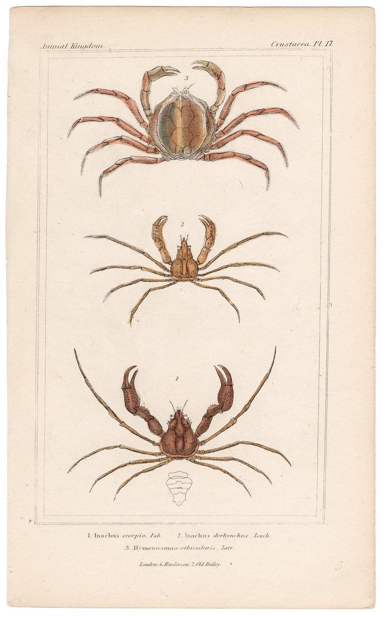 Cuvier Animal Kingdom Crustacea Plate 17 Spider Crab
