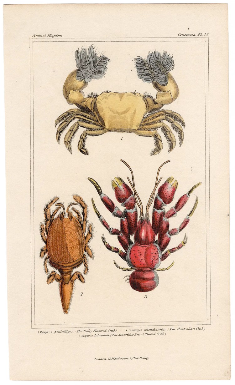 Cuvier Animal Kingdom Crustacea Plate 19 Crab