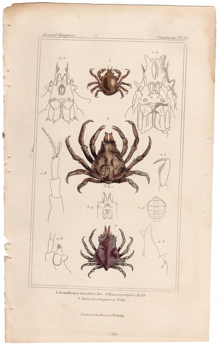 Cuvier Animal Kingdom Crustacea Plate 24 Decorator Crab