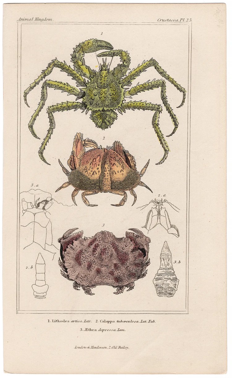Cuvier Animal Kingdom Crustacea Plate 25 King Crab