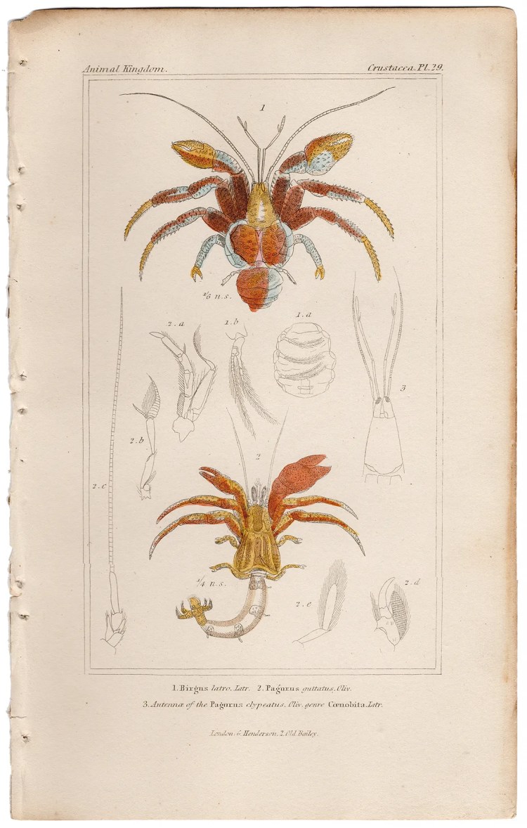 Cuvier Animal Kingdom Crustacea Plate 29 Coconut Crab