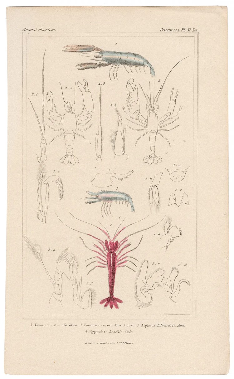 Cuvier Animal Kingdom Crustacea Plate 31ter Red-banded cleaner Shrimp