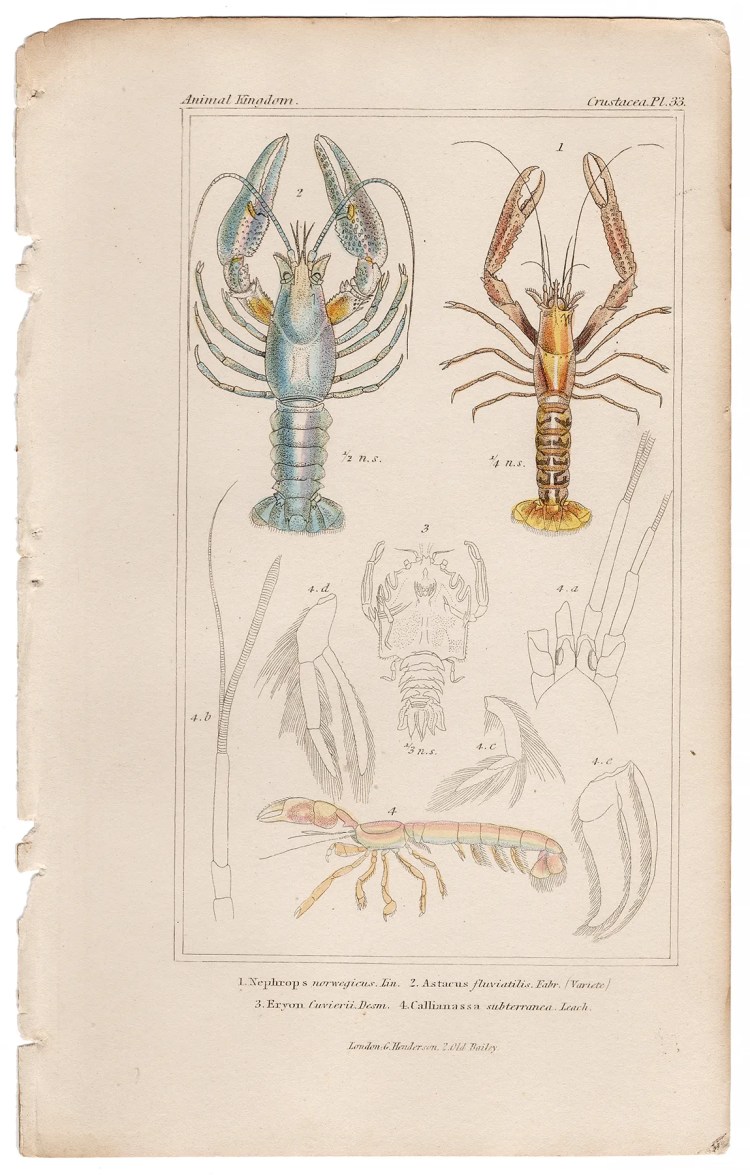 Cuvier Animal Kingdom Crustacea Plate 33 Norway Lobster Scampi