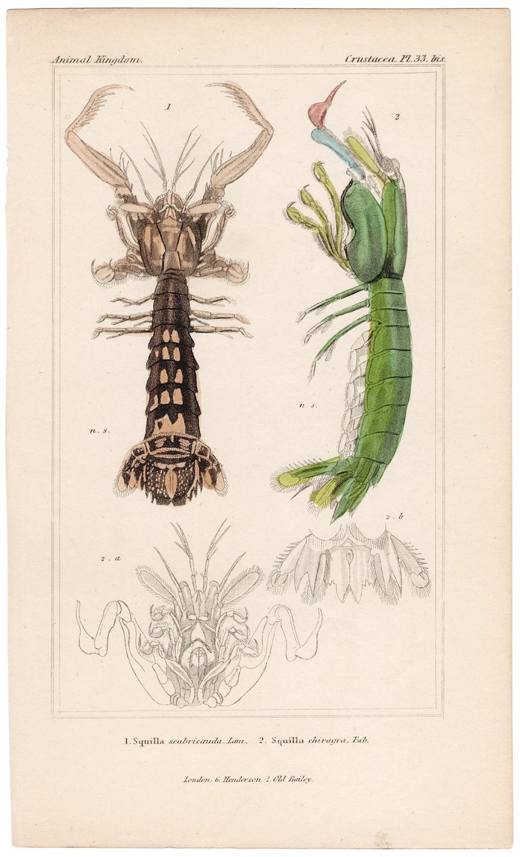 Cuvier Animal Kingdom Crustacea Plate 33bis Mantis Shrimp