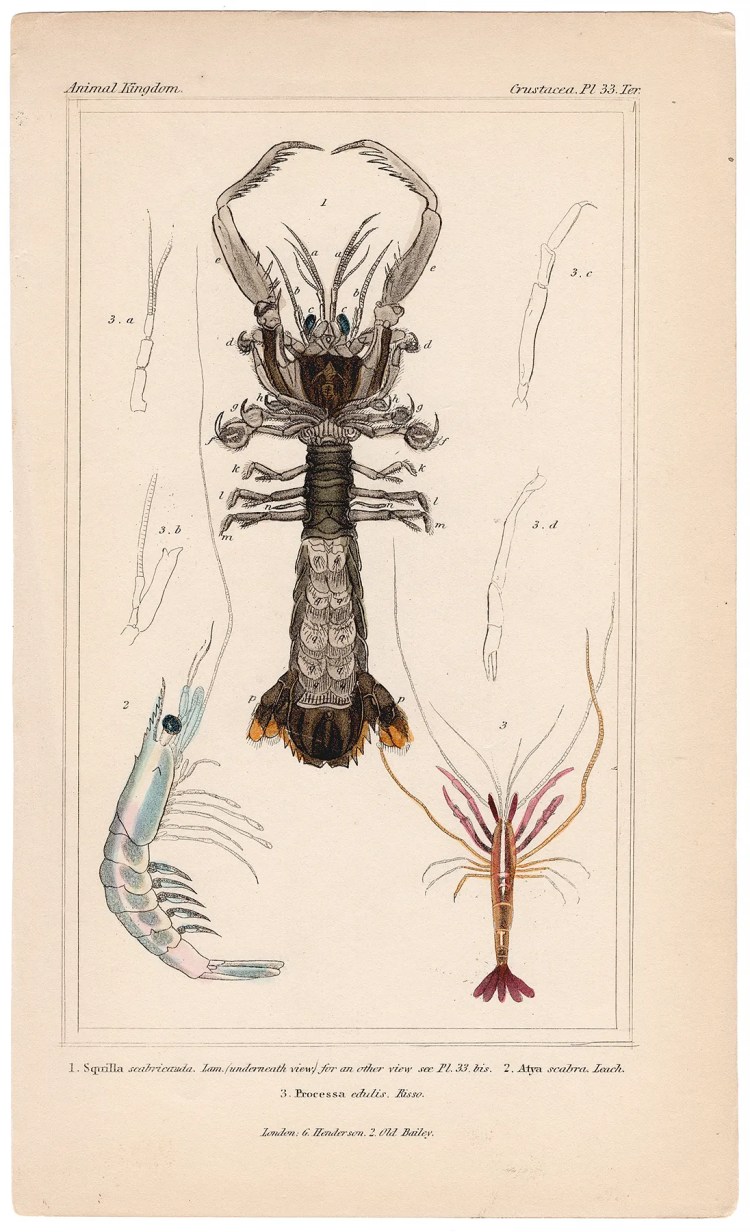 Cuvier Animal Kingdom Crustacea Plate 33ter Mantis Shrimp