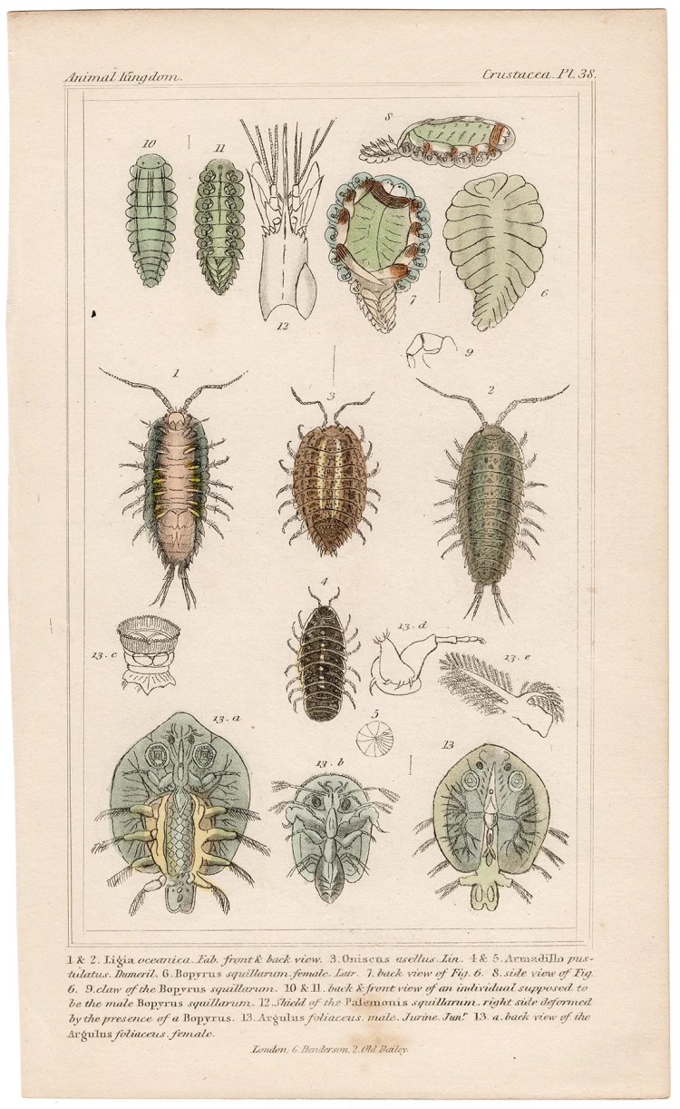 Cuvier Animal Kingdom Crustacea Plate 38 Sea Slater Sea Roach