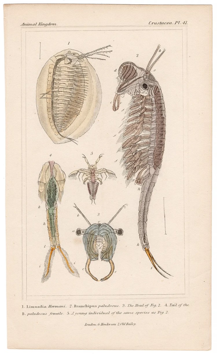 Cuvier Animal Kingdom Crustacea Plate 41 Clam Shrimp