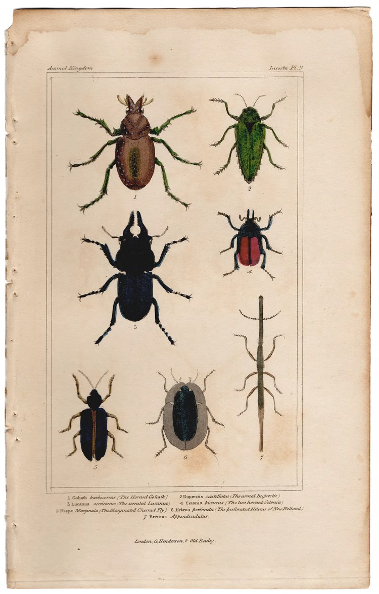 Cuvier Animal Kingdom Insecta Plate 9 Goliath Beetle