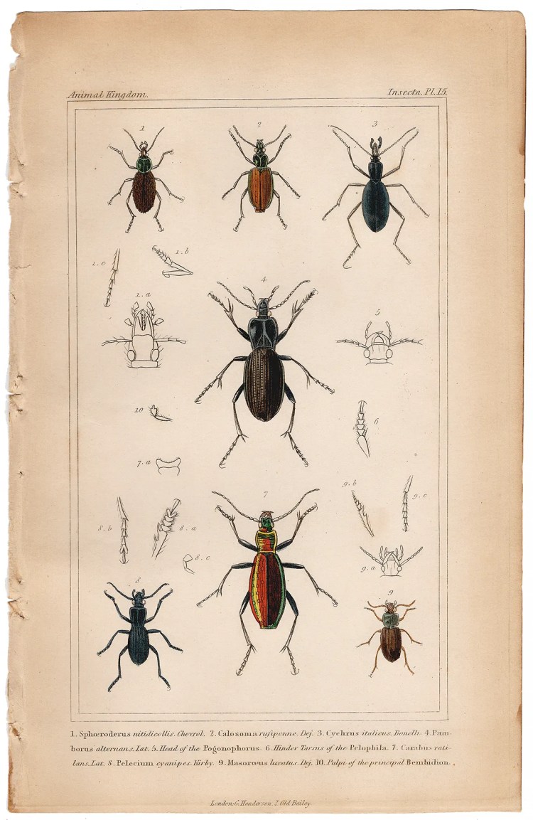 Cuvier Animal Kingdom Insecta Plate 15 Ground Beetle