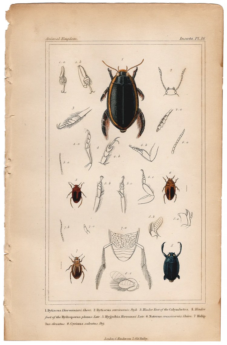 Cuvier Animal Kingdom Insecta Plate 16 Diving Beetle