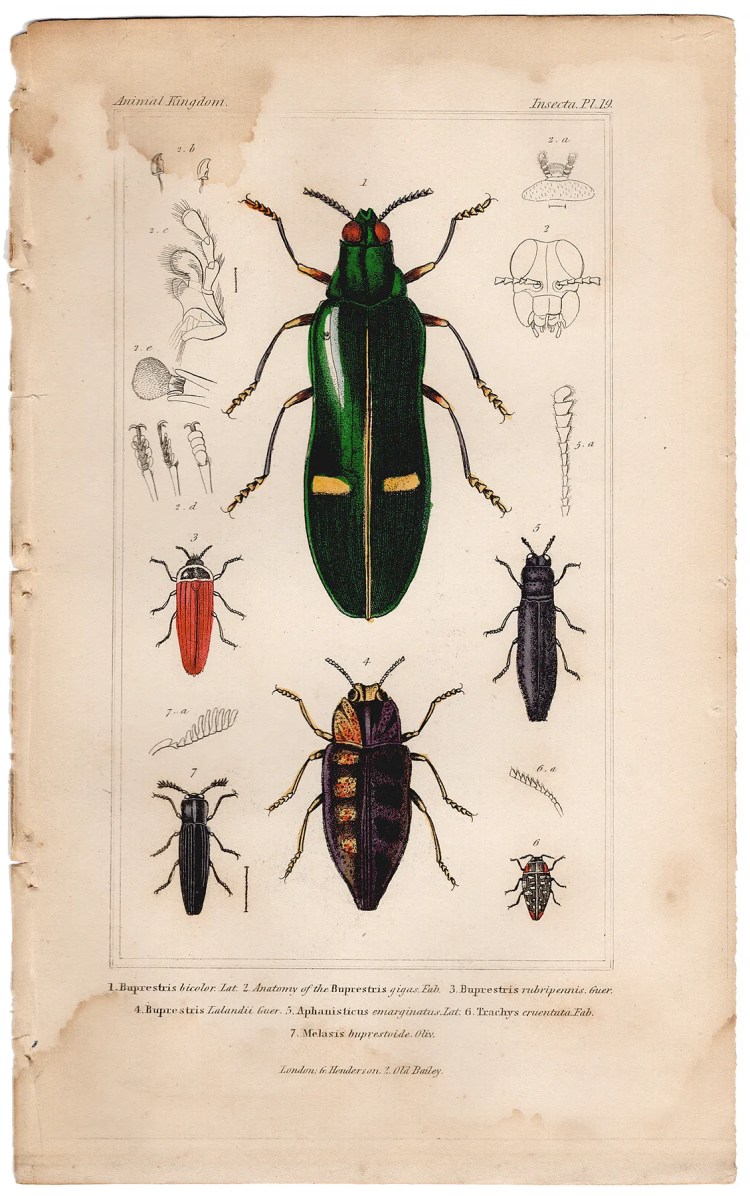 Cuvier Animal Kingdom Insecta Plate 19 Jewel Beetle
