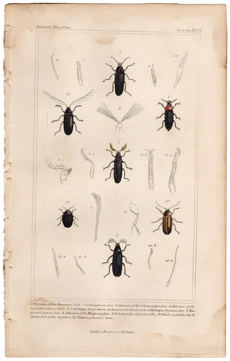 Cuvier Animal Kingdom Insecta Plate 23 False click Beetle