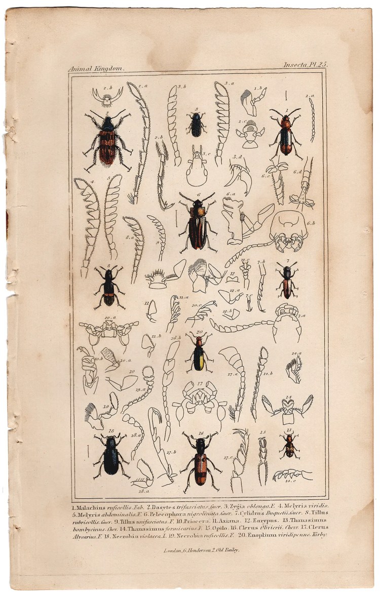 Cuvier Animal Kingdom Insecta Plate 25 Soft-winged Flower Beetle