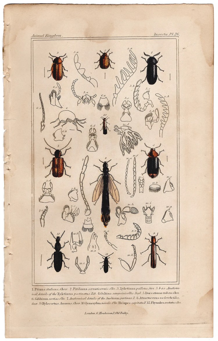 Cuvier Animal Kingdom Insecta Plate 26 Ship-timber Beetle