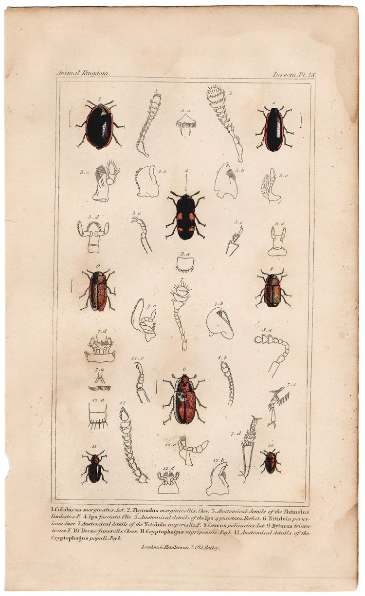 Cuvier Animal Kingdom Insecta Plate 28 Beetle