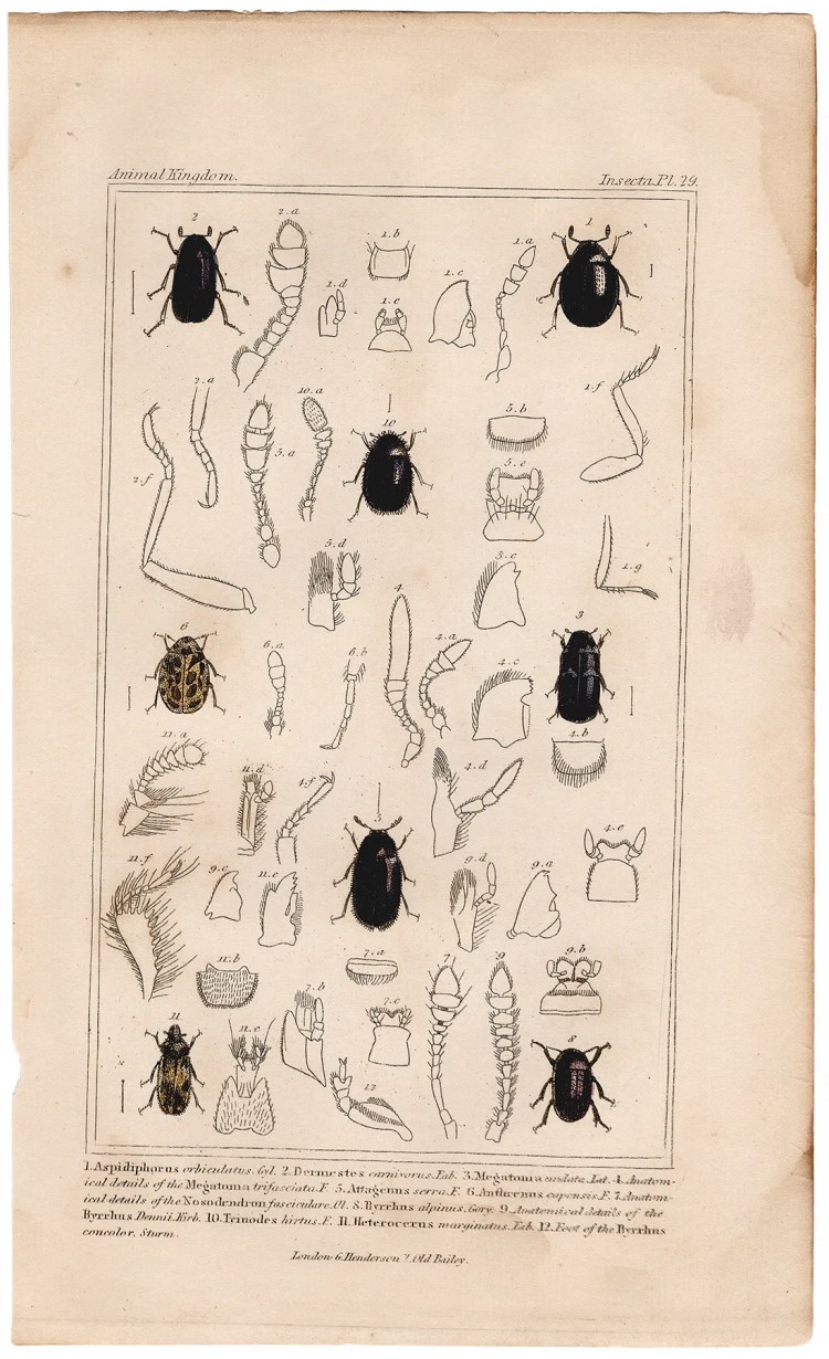 Cuvier Animal Kingdom Insecta Plate 29 Minute Beetle