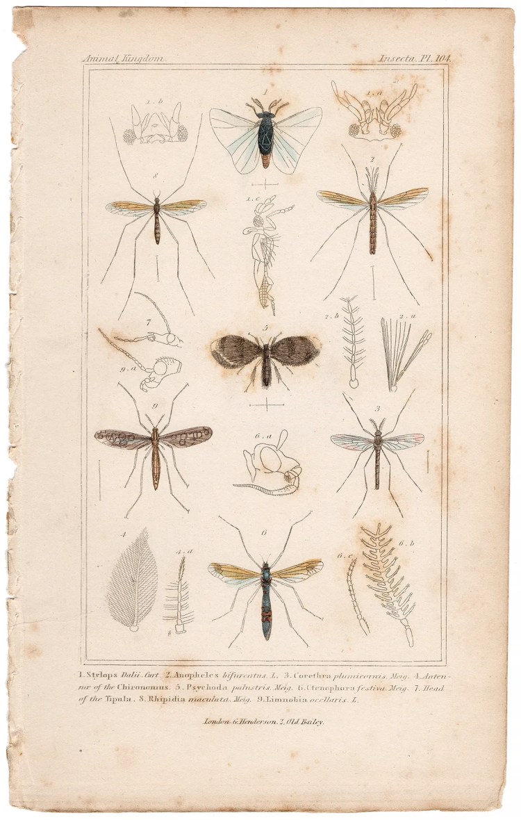 Cuvier Animal Kingdom Insecta Plate 104 Parasitic Twisted-wing Insect