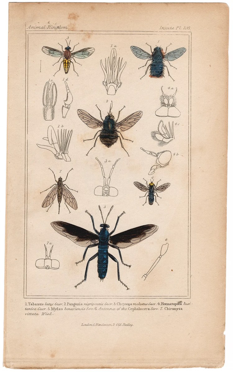 Cuvier Animal Kingdom Insecta Plate 108 HorseFly