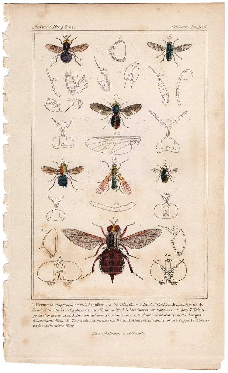 Cuvier Animal Kingdom Insecta Plate 109 Soldier Fly