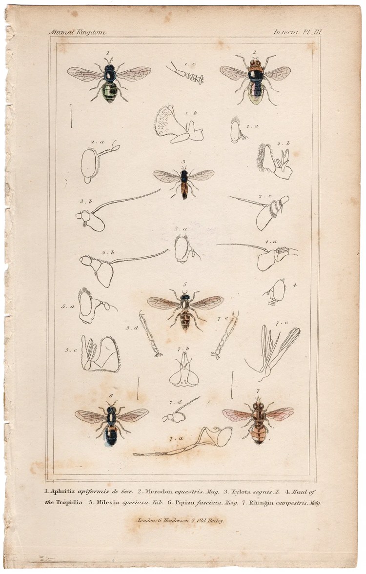 Cuvier Animal Kingdom Insecta Plate 111 Bee-mimic Fly